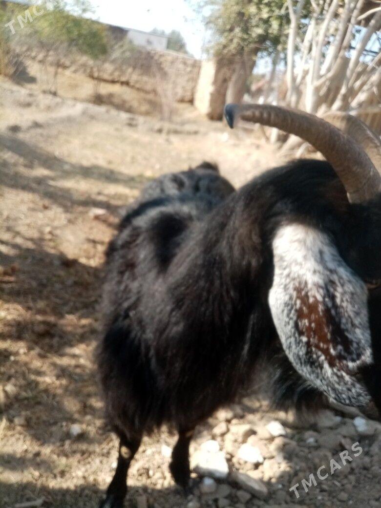 Geçi - Magtymguly - img 3