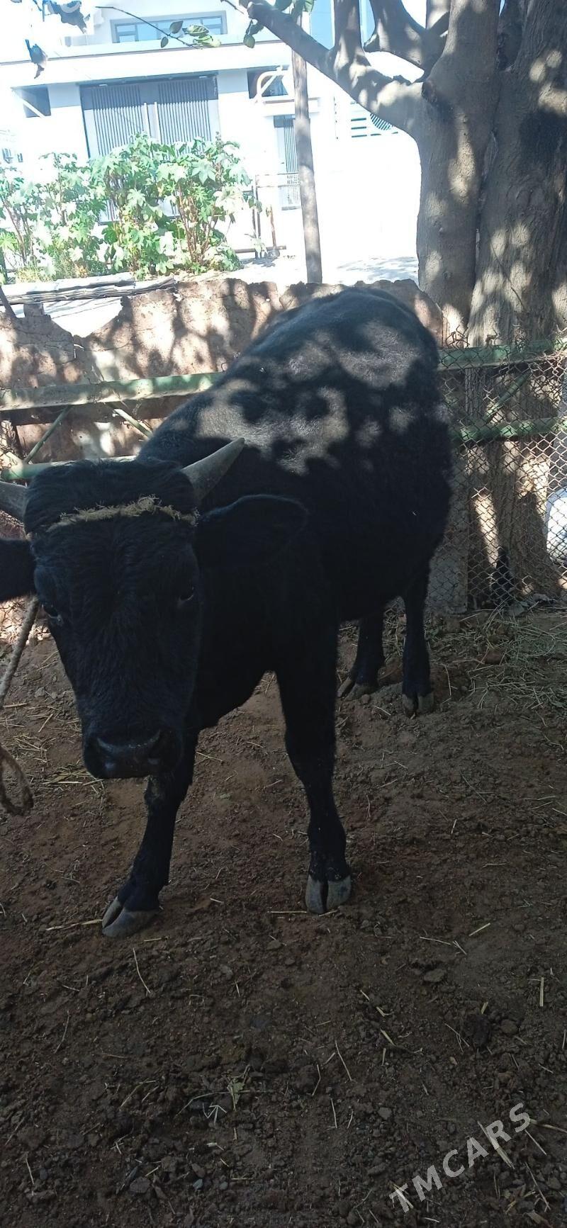 öküz - Гарадамак Шор - img 2