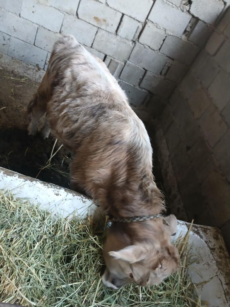 Öküz - Gökdepe - img 2