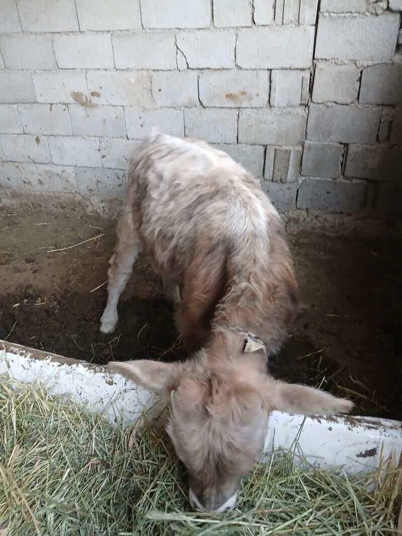 Öküz - Gökdepe - img 3