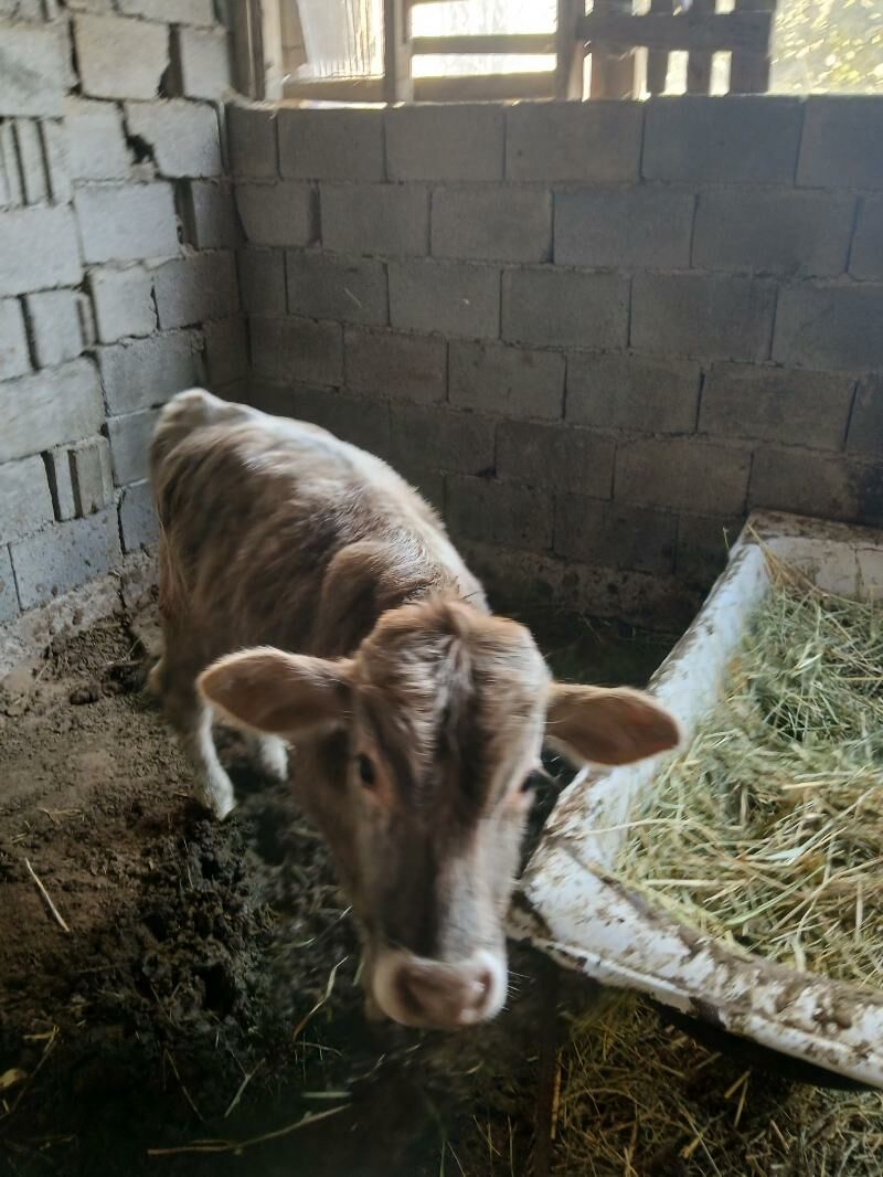 Öküz - Gökdepe - img 4