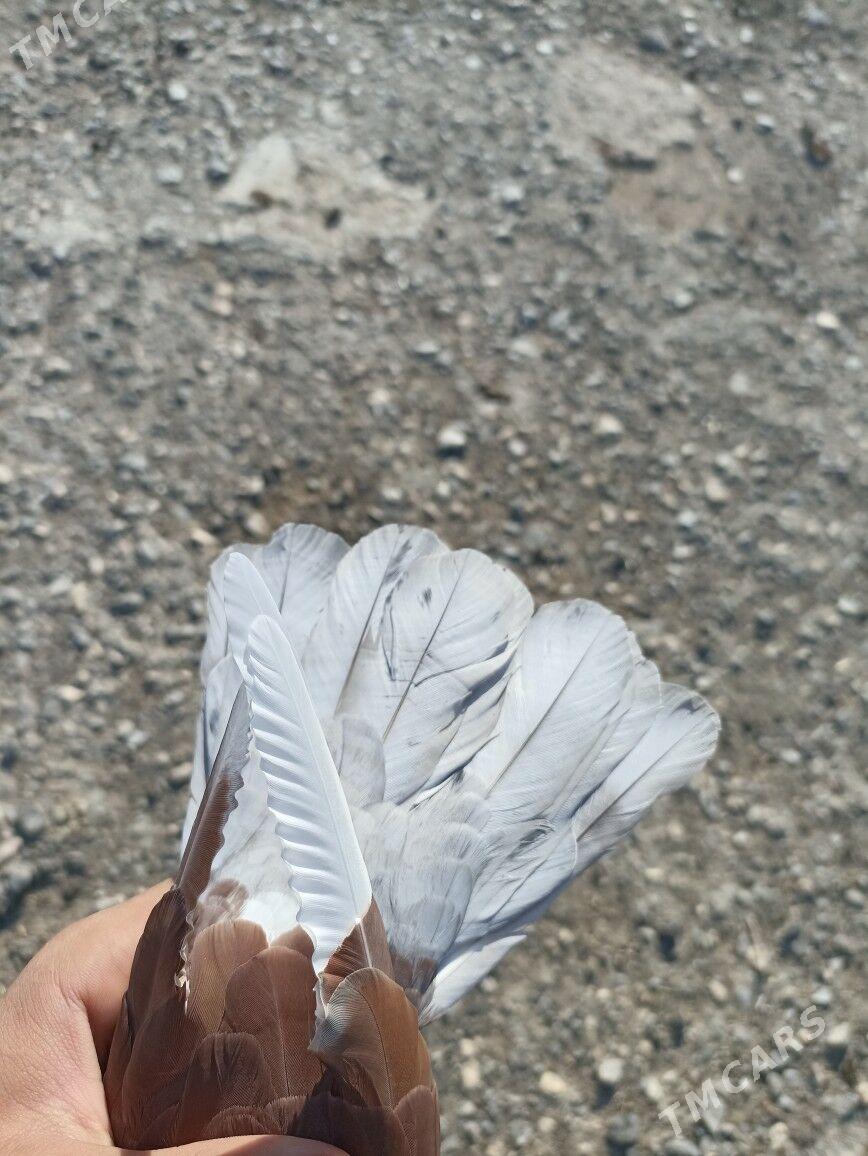 keperi - Гызыларбат - img 3