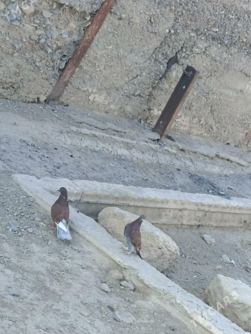 keperi - Гызыларбат - img 4