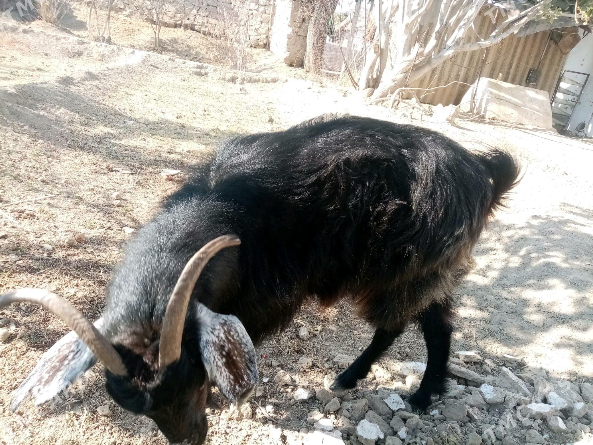 Geçi - Magtymguly - img 4