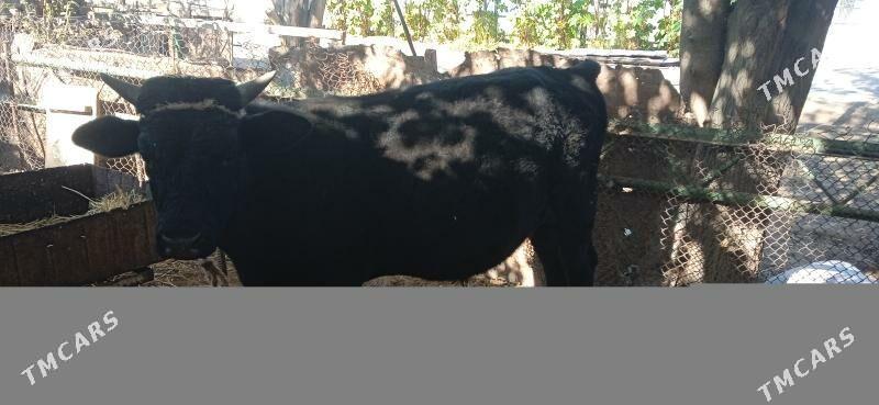 öküz - Гарадамак Шор - img 3