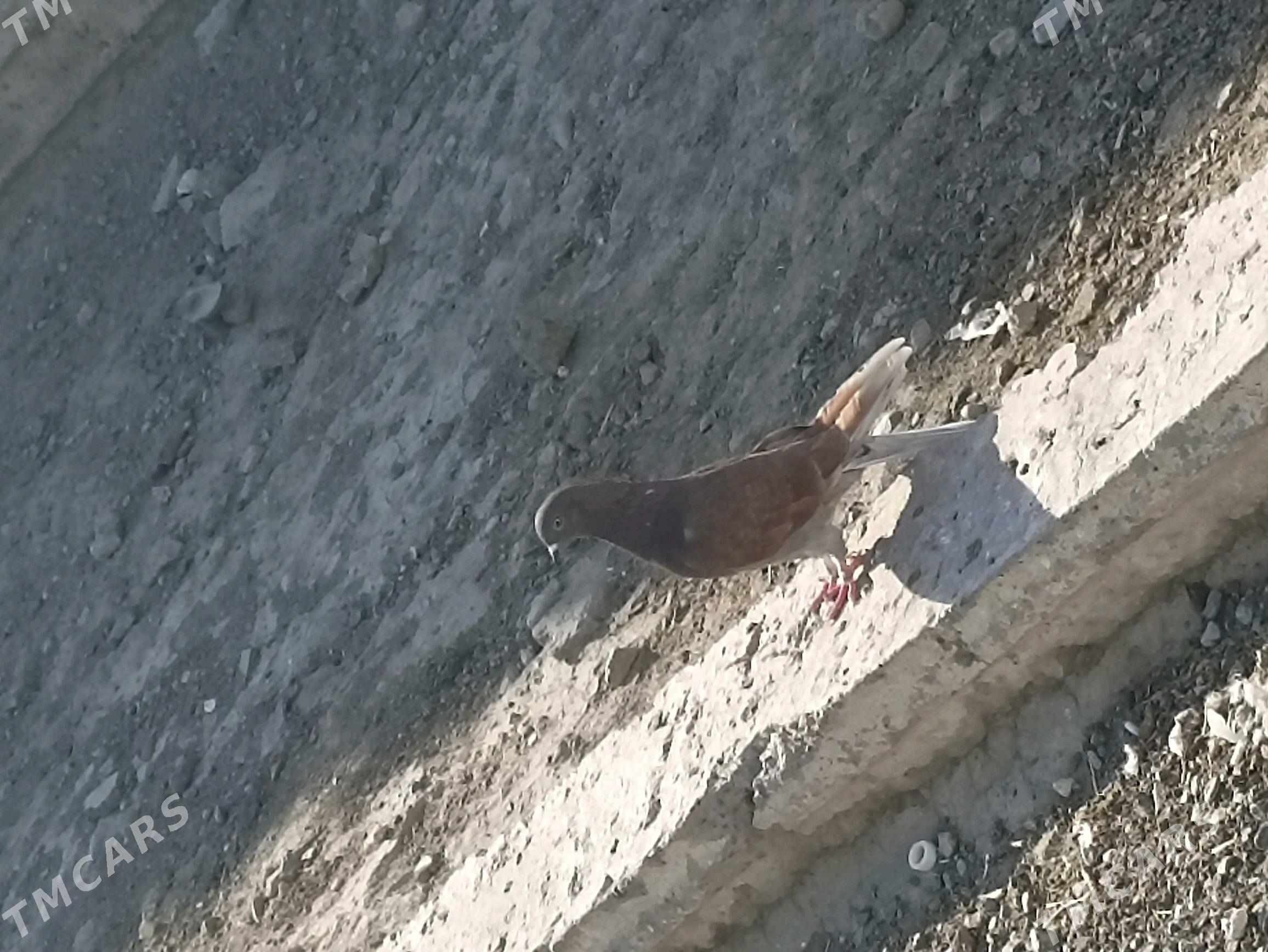 keperi - Гызыларбат - img 2