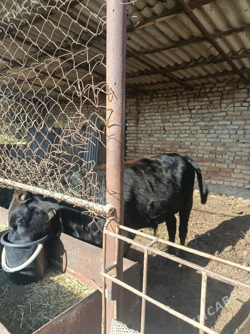 gole bakymlyk - Änew - img 3