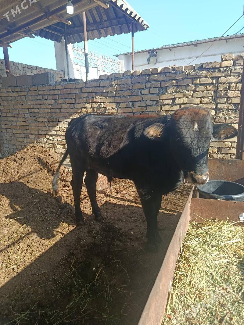 gole bakymlyk - Änew - img 2