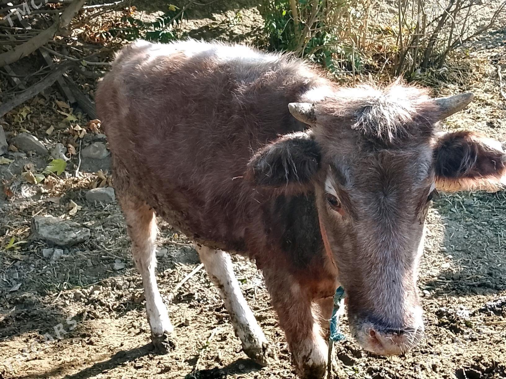 Tüwe - Махтумкули - img 2