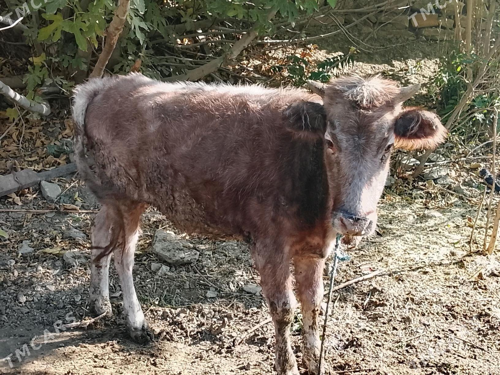 Tüwe - Махтумкули - img 3