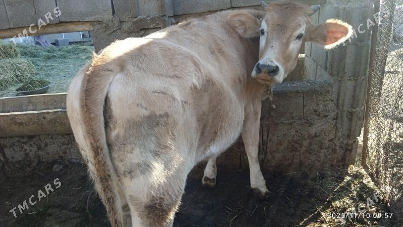 okuz,tuwe - Bäherden - img 4