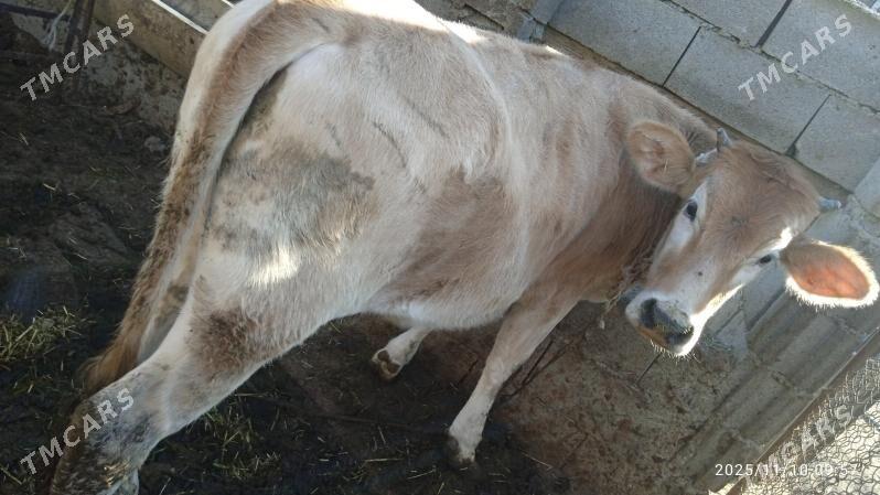 okuz,tuwe - Bäherden - img 3