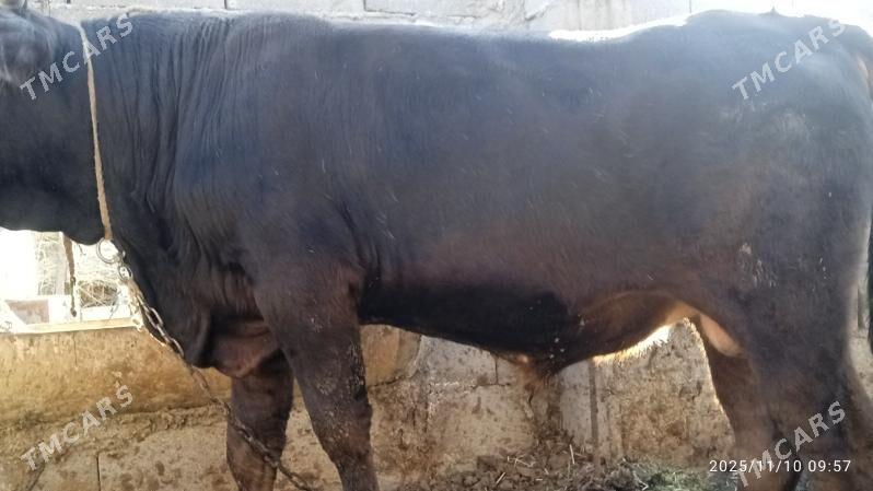 okuz,tuwe - Bäherden - img 2