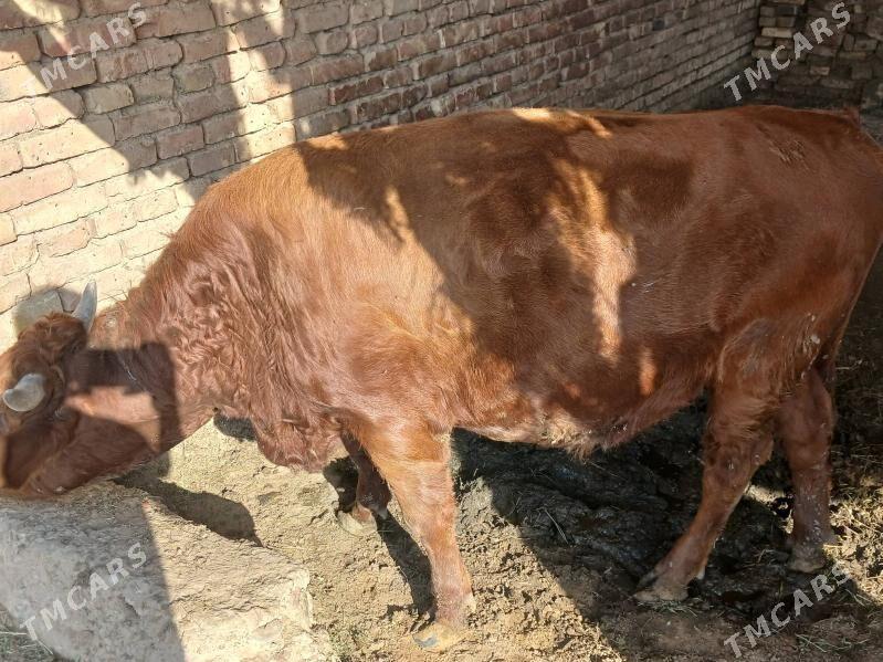 okuz bakylan - Сакарчага - img 2