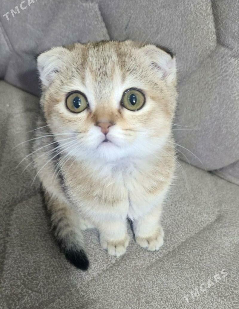 Шотландские котята - Aşgabat - img 7