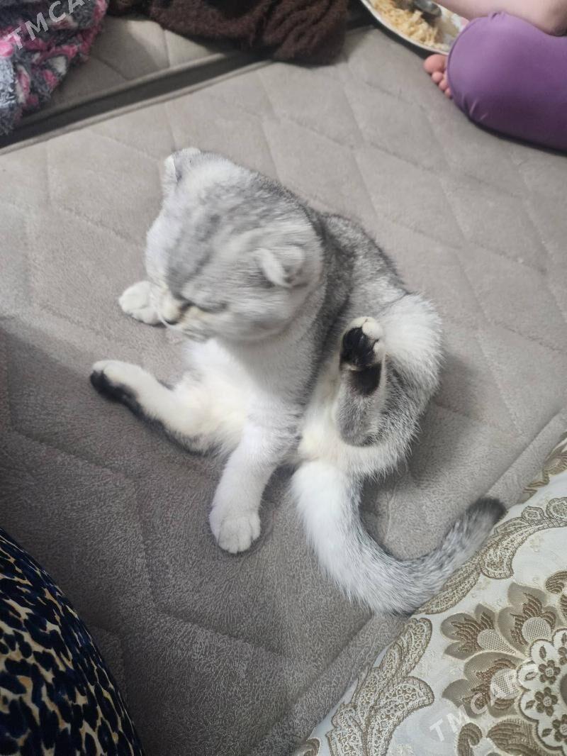 Шотландские котята - Aşgabat - img 5