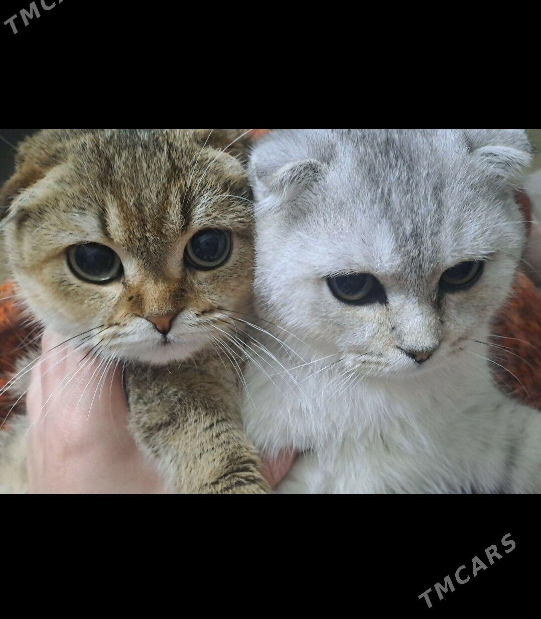 Шотландские котята - Aşgabat - img 6