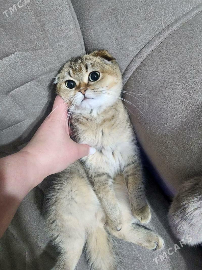 Шотландские котята - Aşgabat - img 2