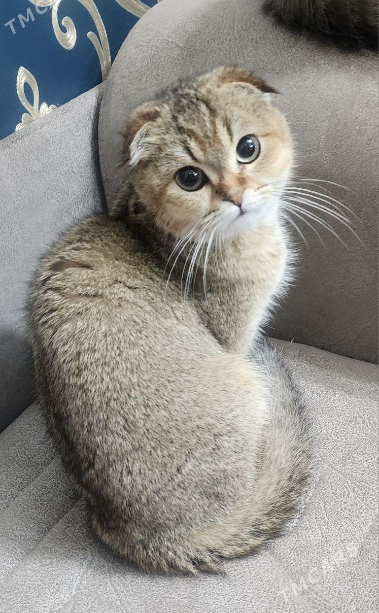 Шотландские котята - Aşgabat - img 4