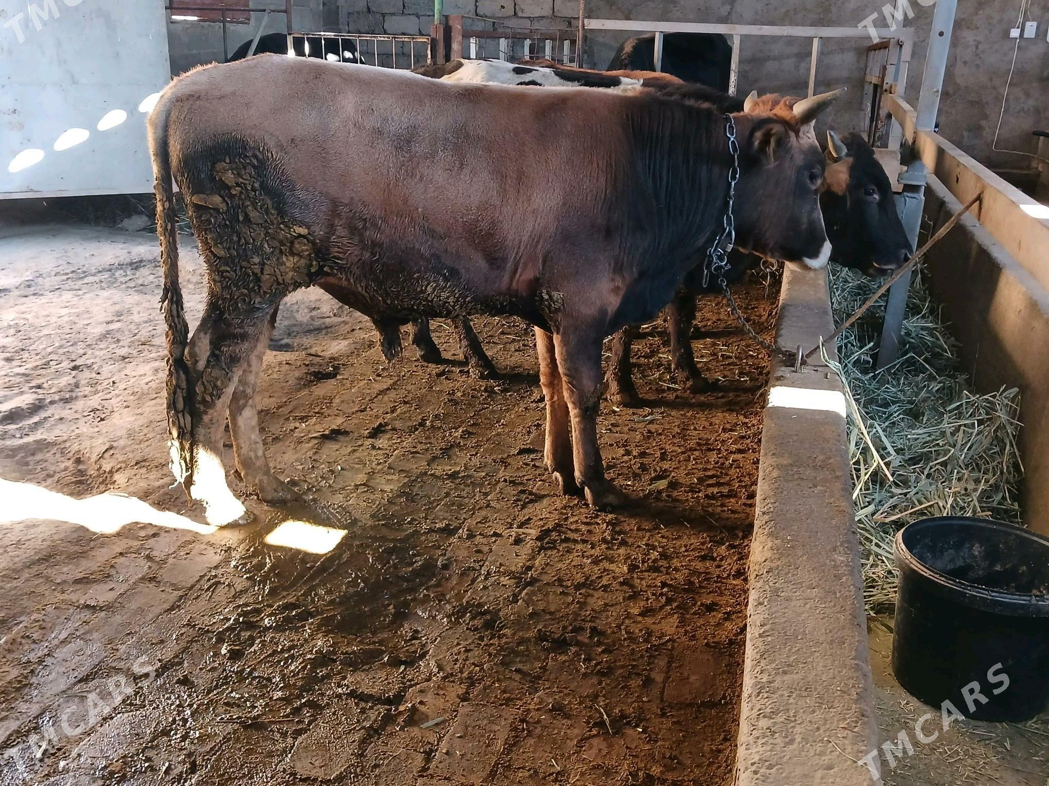 okuz - Ýaşlyk - img 3