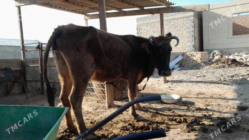 Sygyr - Гызыларбат - img 2