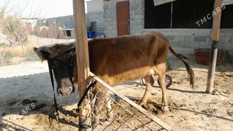 Sygyr - Гызыларбат - img 1