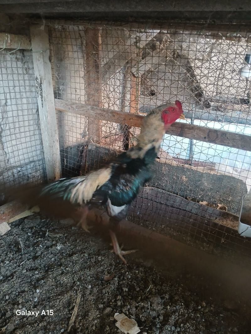 horaz - Туркменабат - img 2