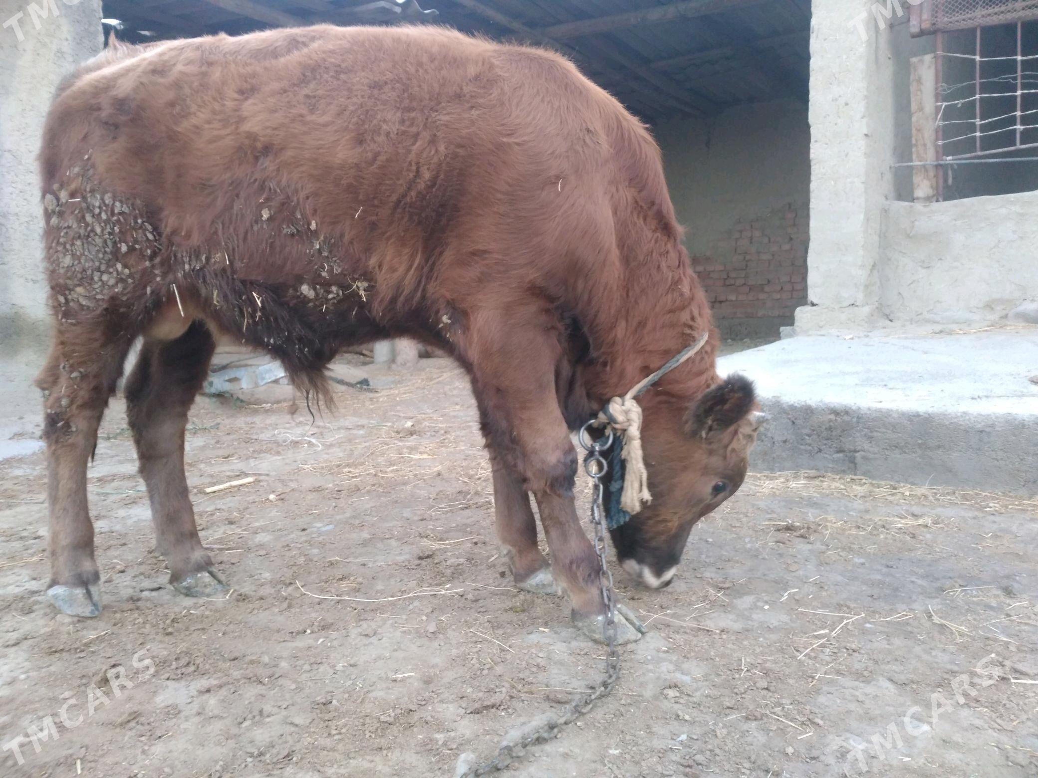 öküz - Bäherden - img 2