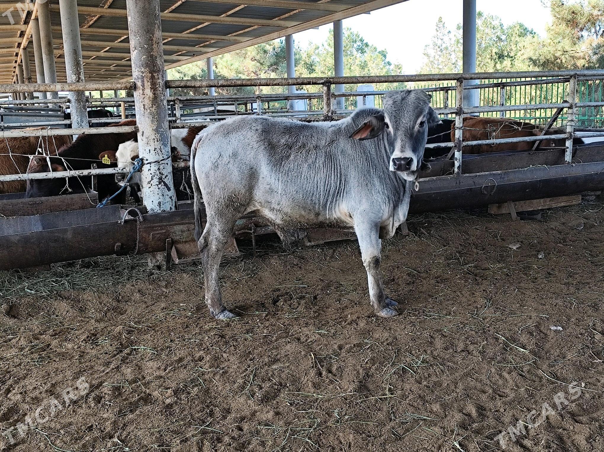 Kubin - "Алтын Асыр" Гундогар базары ( Толкучка) - img 3