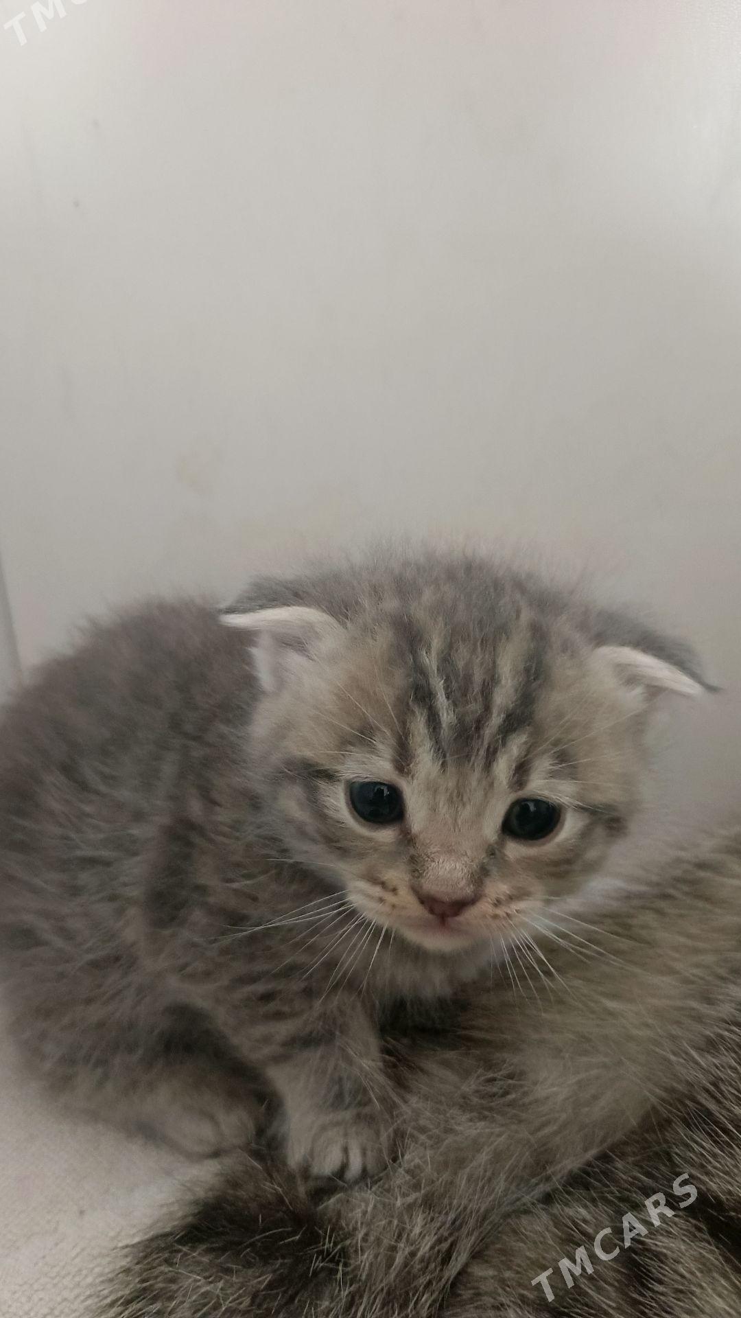 Котята - Türkmenbaşy - img 3