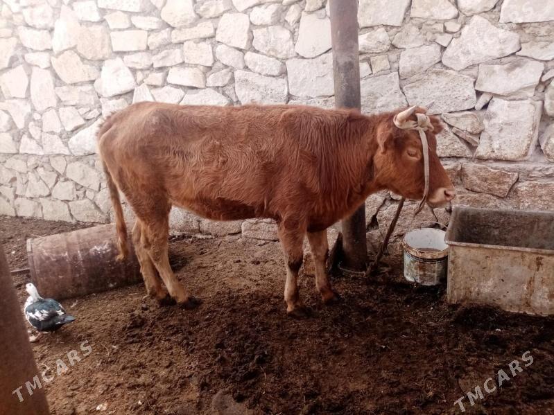 Gacar - Türkmenbaşy - img 2