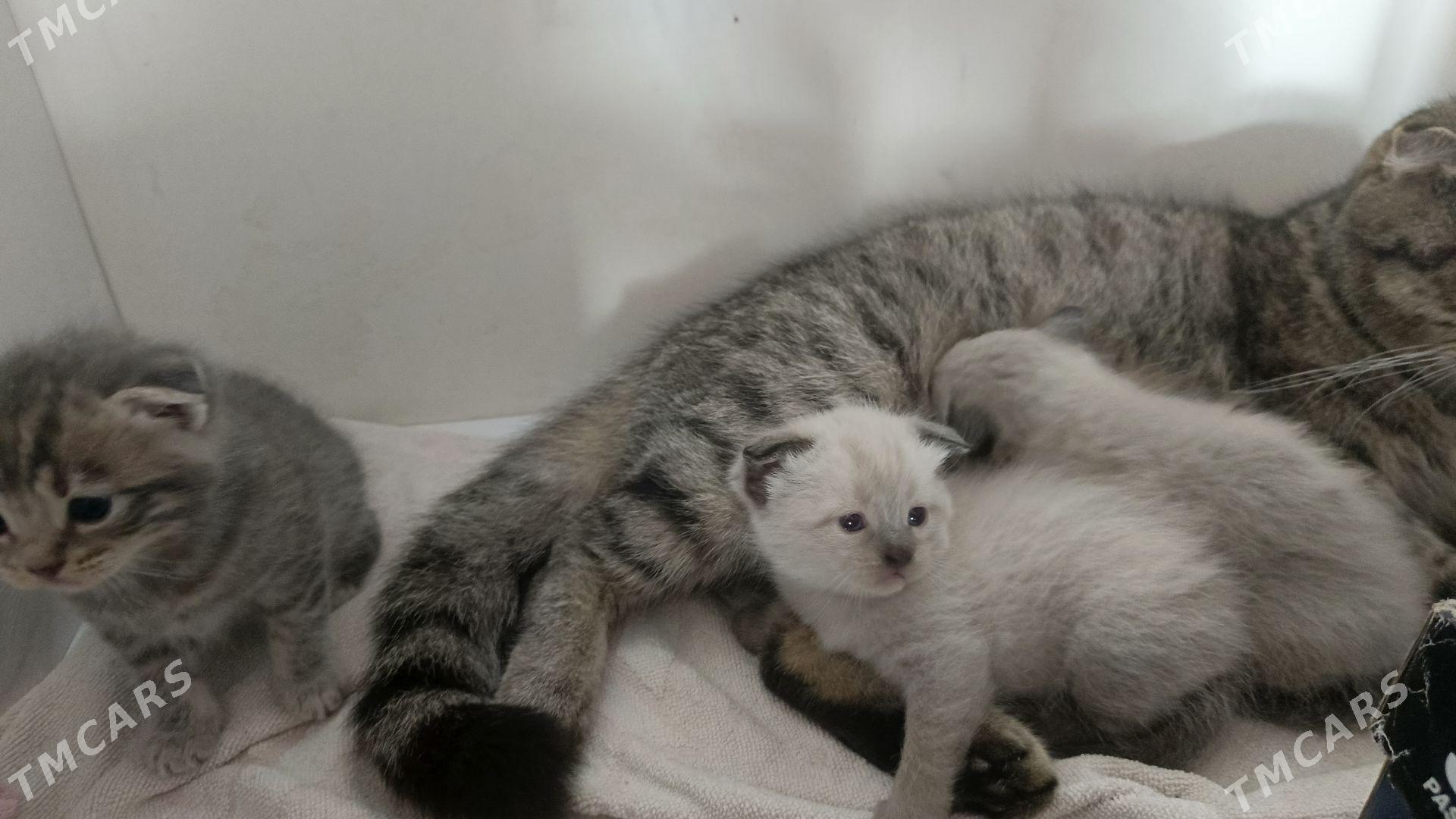 Котята - Türkmenbaşy - img 2