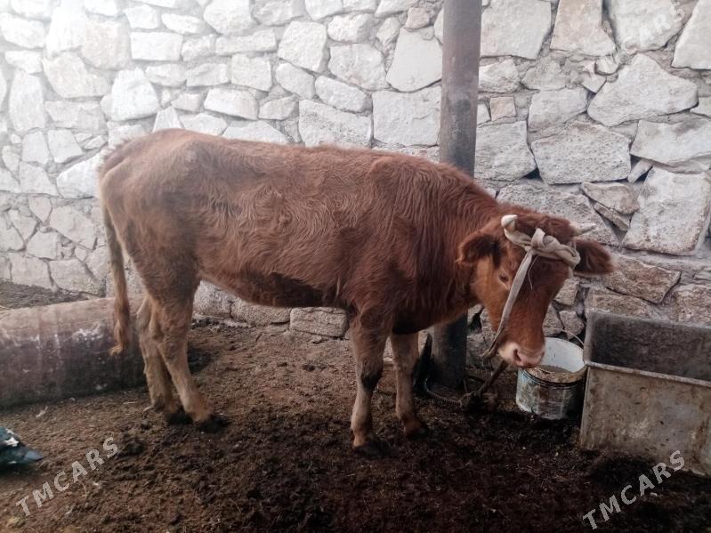 Gacar - Türkmenbaşy - img 4