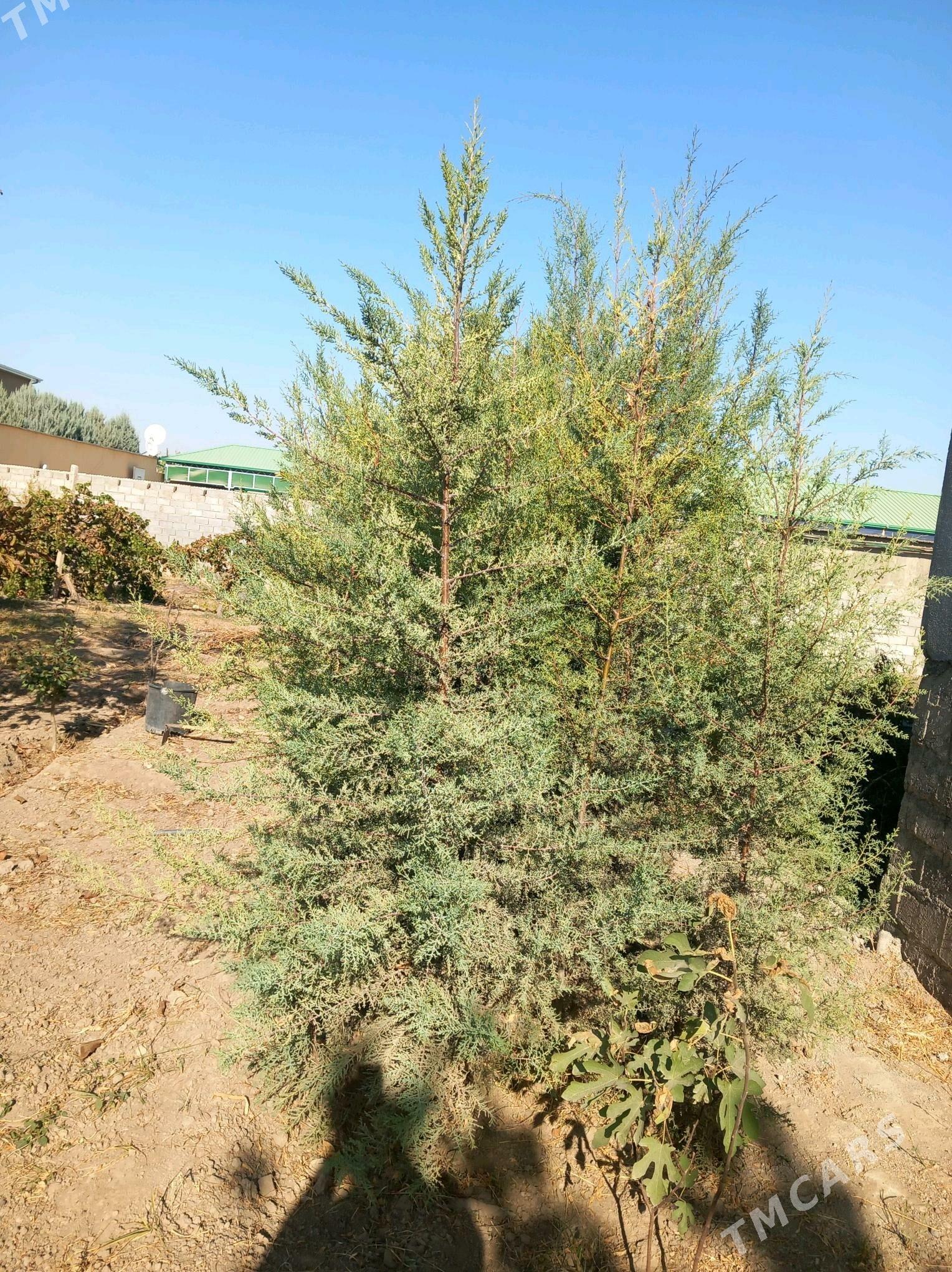 arizon ëlka - Bagyr - img 2