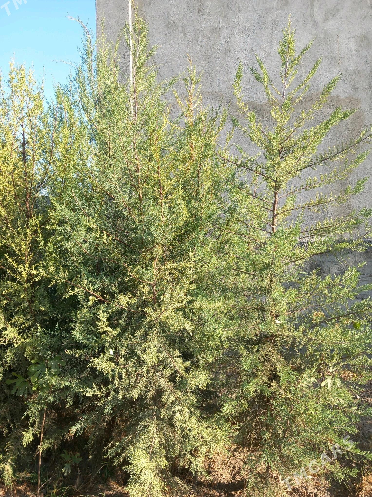 arizon ëlka - Bagyr - img 4