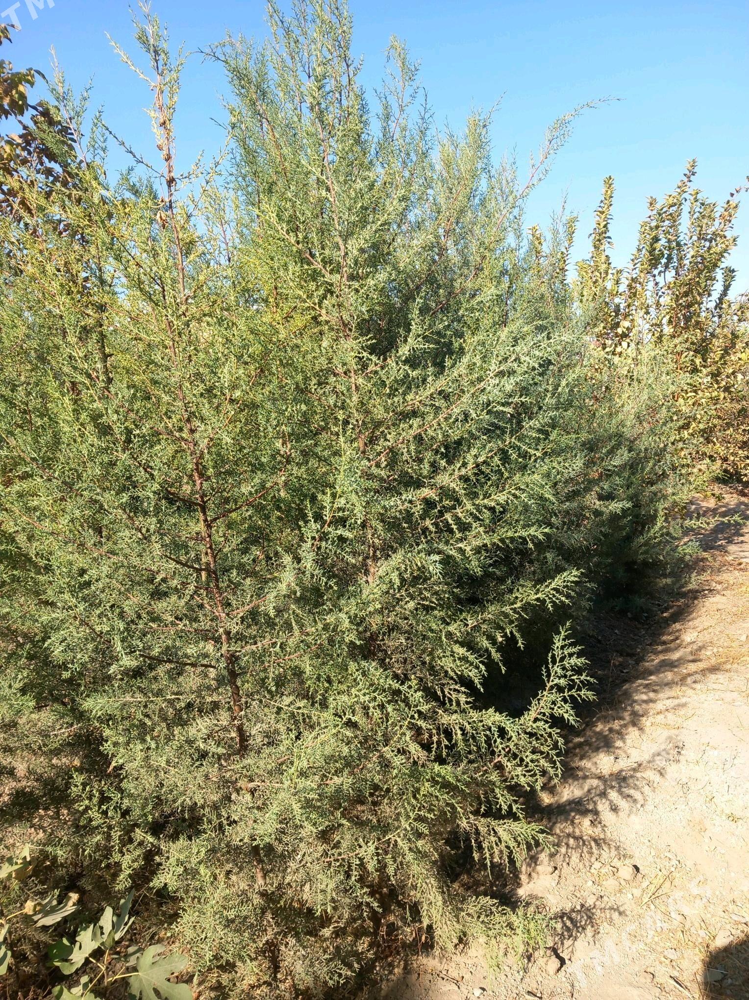 arizon ëlka - Bagyr - img 3