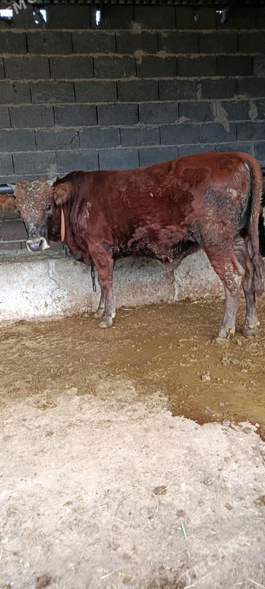 okuz - Бахарден - img 2