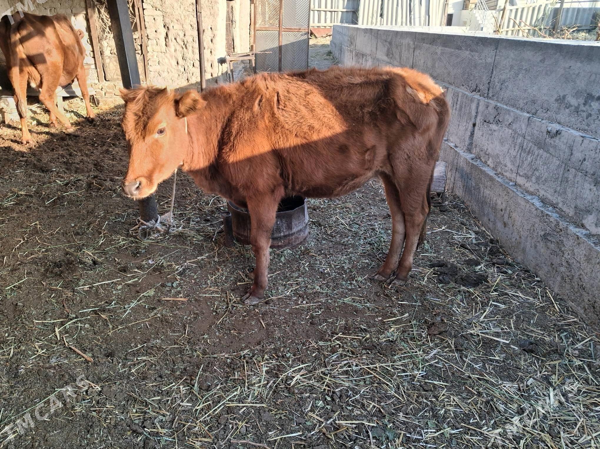 унажын - Туркменабат - img 3