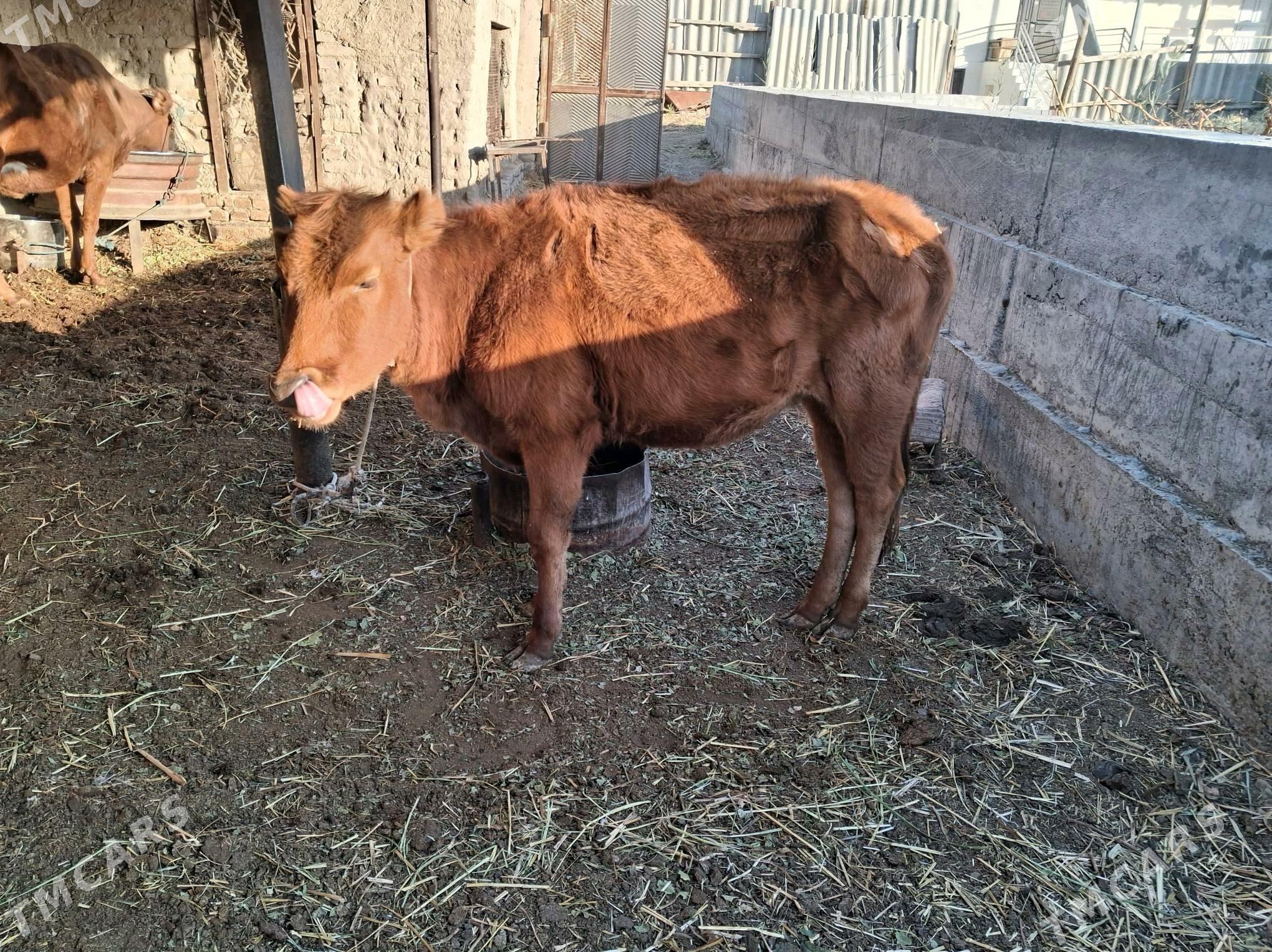 унажын - Туркменабат - img 2