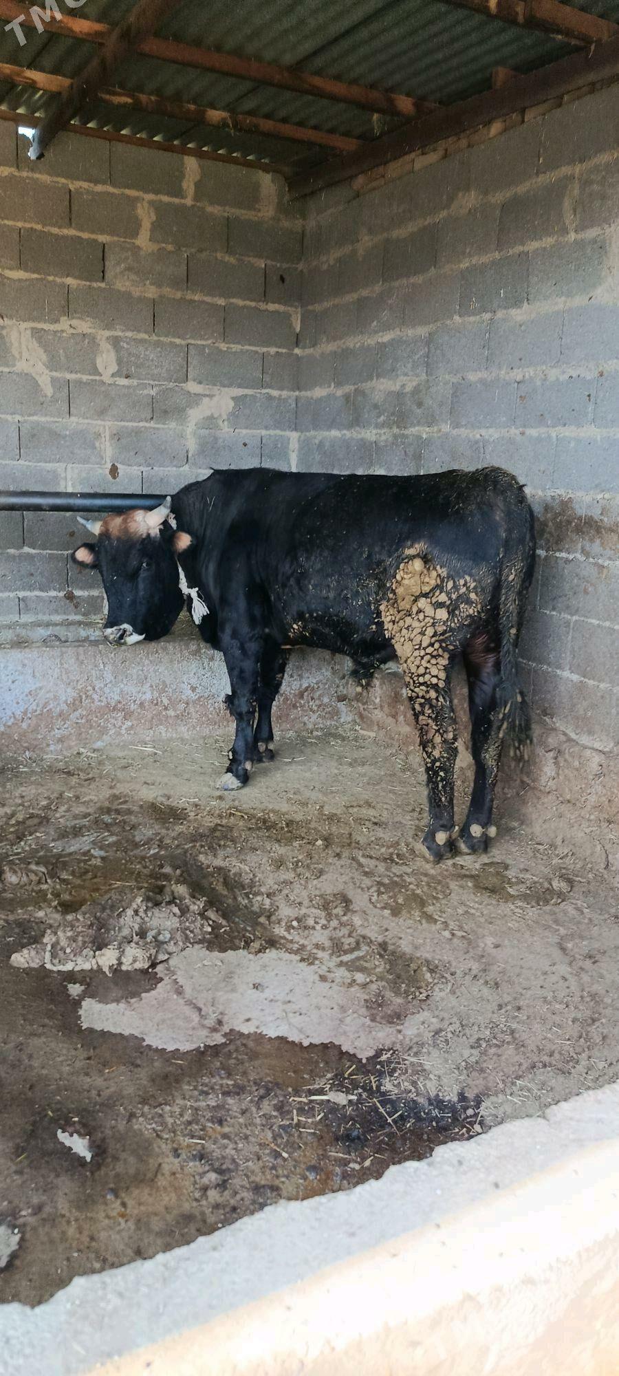 şwes okuz  3 ýaşan - Бахарден - img 2