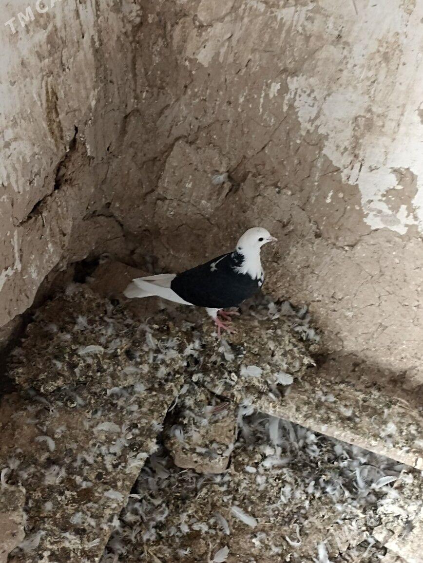 kepderi - Gyzylarbat - img 2