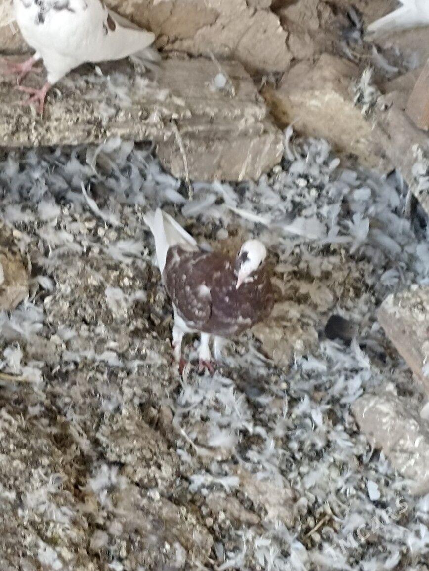 kepderi - Gyzylarbat - img 4