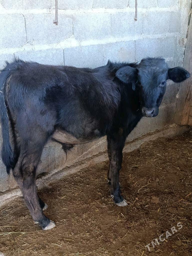 gibrit öküzçe - Bäherden - img 2