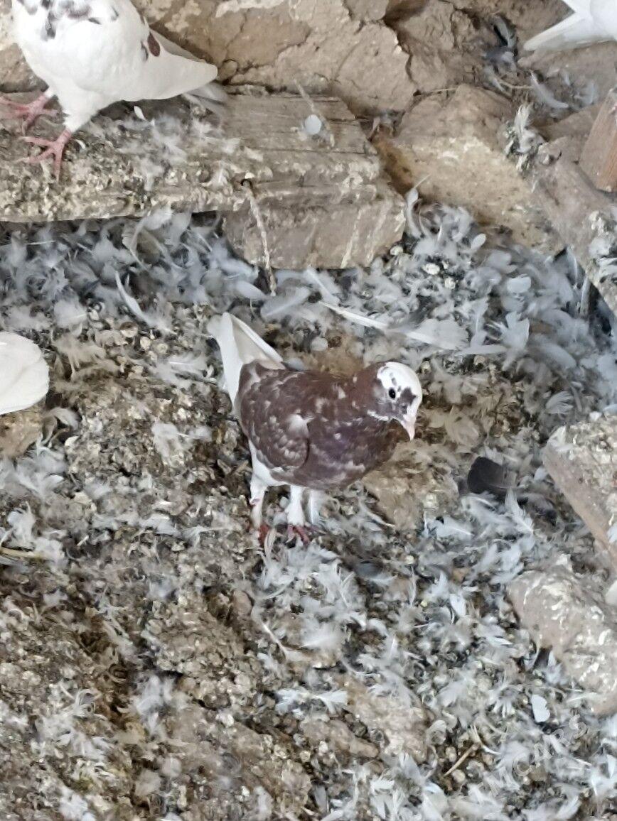 kepderi - Gyzylarbat - img 5