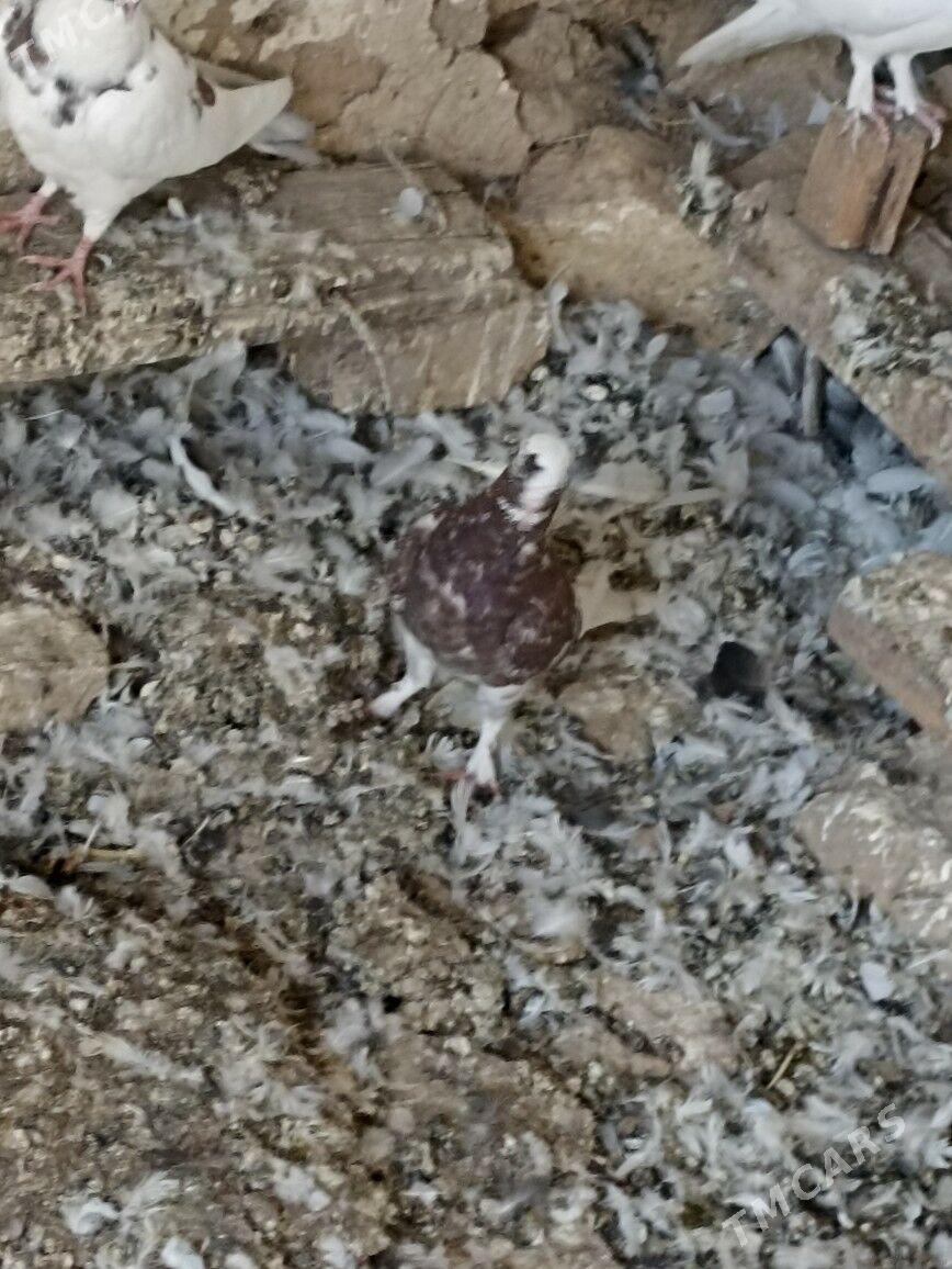 kepderi - Gyzylarbat - img 3