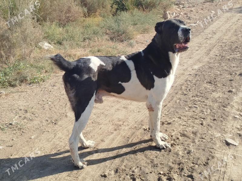 Türkmen it - Мургап - img 5