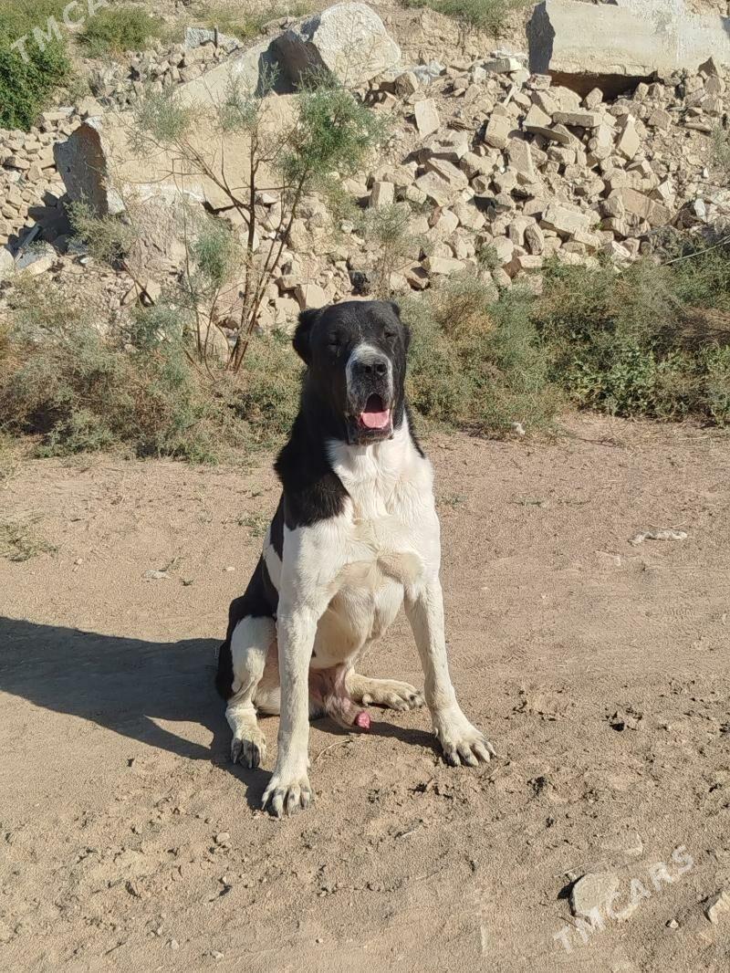 Türkmen it - Мургап - img 2