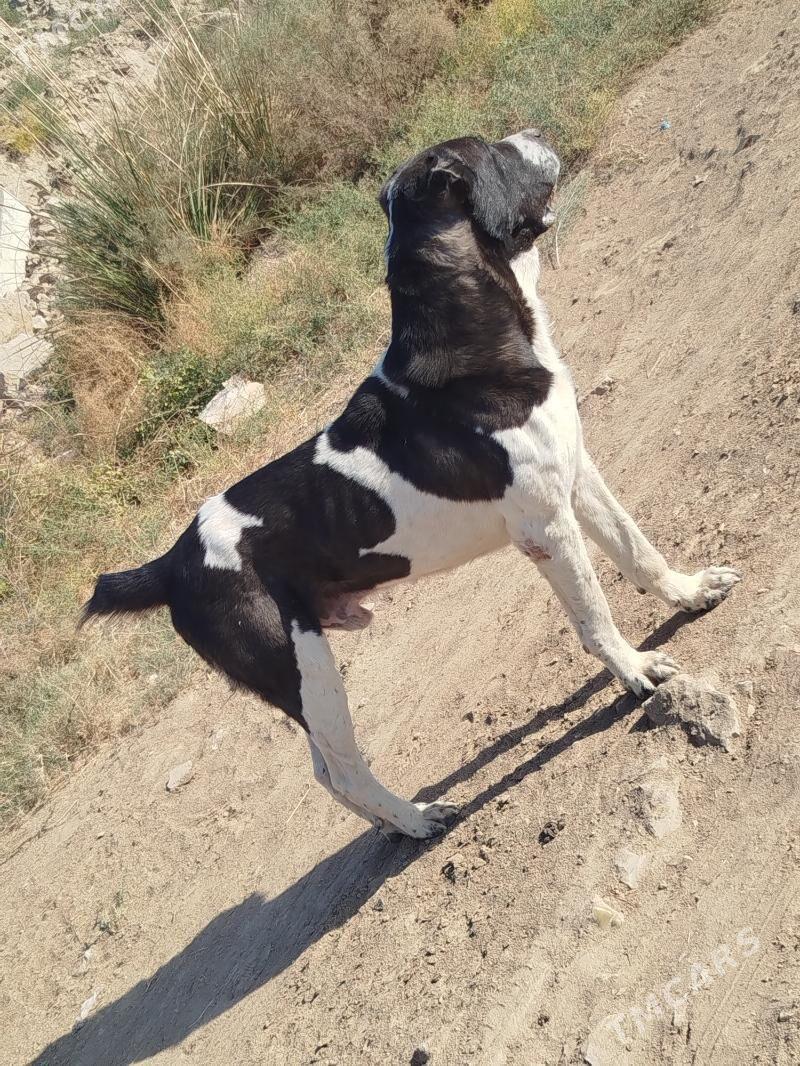 Türkmen it - Мургап - img 3