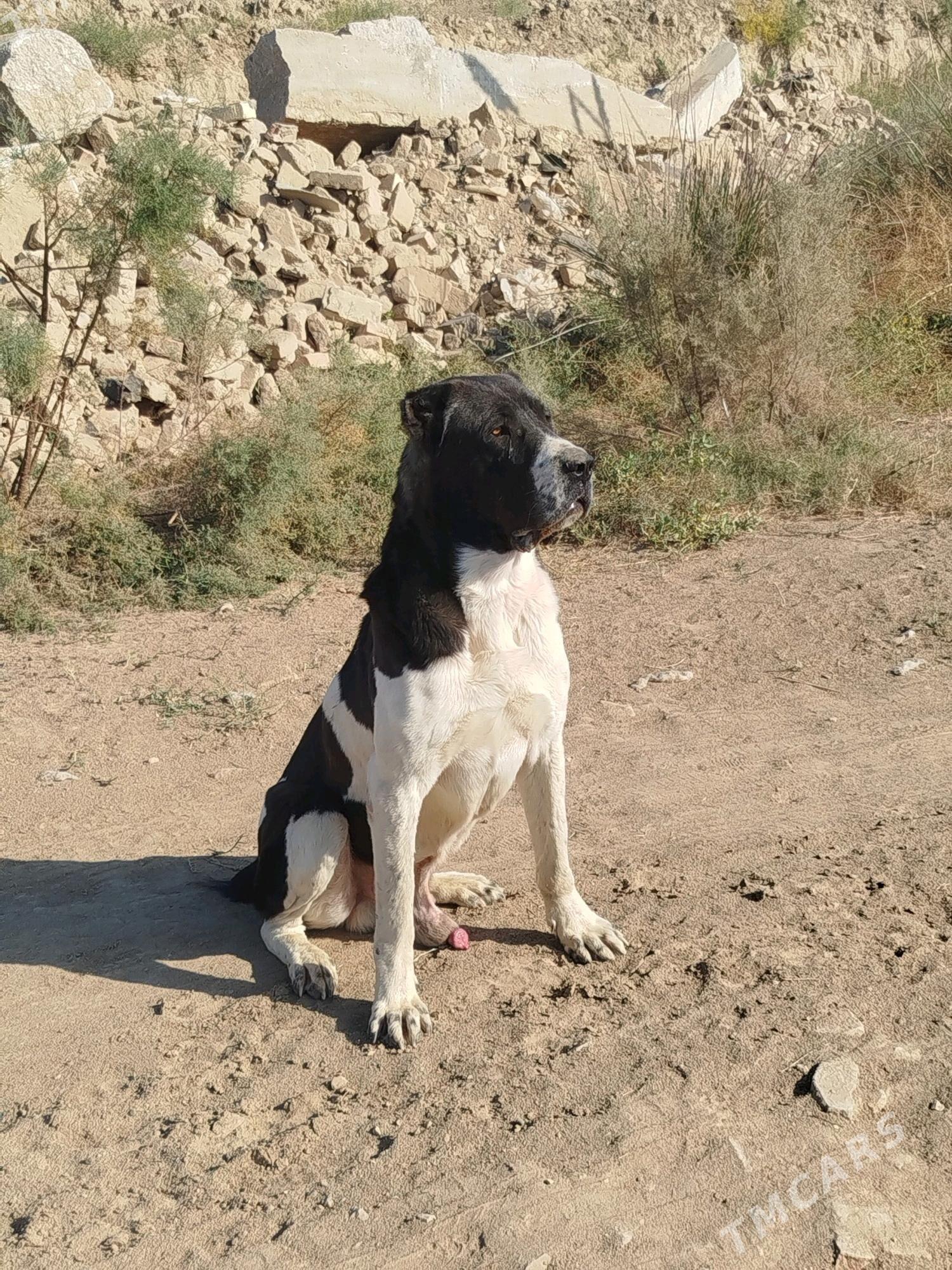 Türkmen it - Мургап - img 4