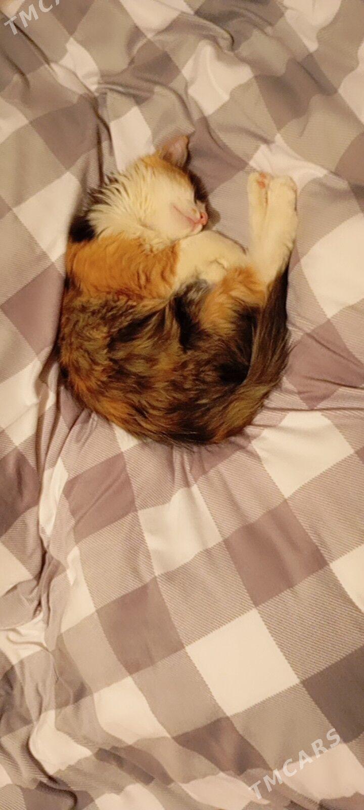 pişik - Daşoguz - img 2